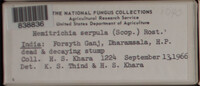 Hemitrichia serpula image